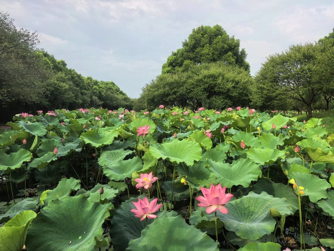 練江牧場(chǎng)首屆荷花美食嘉年華活動(dòng)啟幕2.jpg